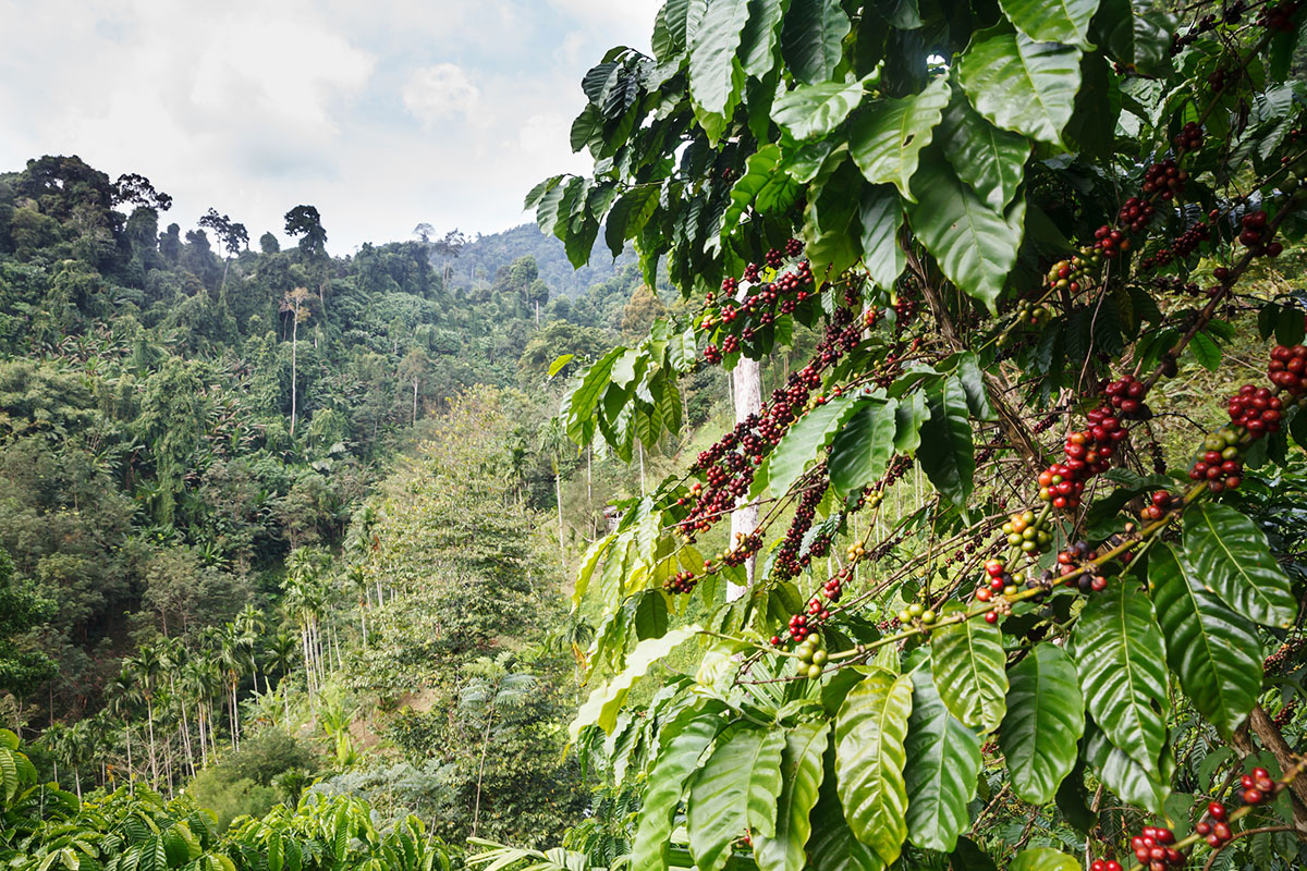 Coffee branches heavy with red and green berries in the foreground of a hillside farm, with dense tropical forest rising behind