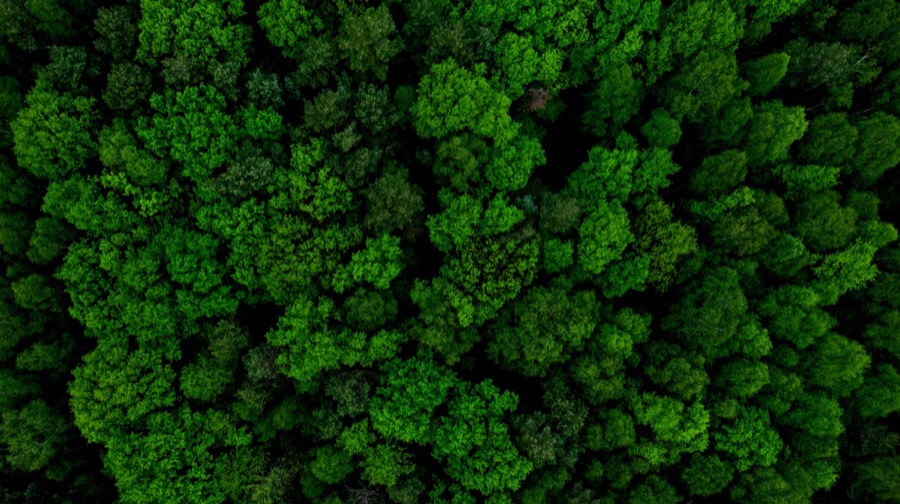 Carbon Credit Market